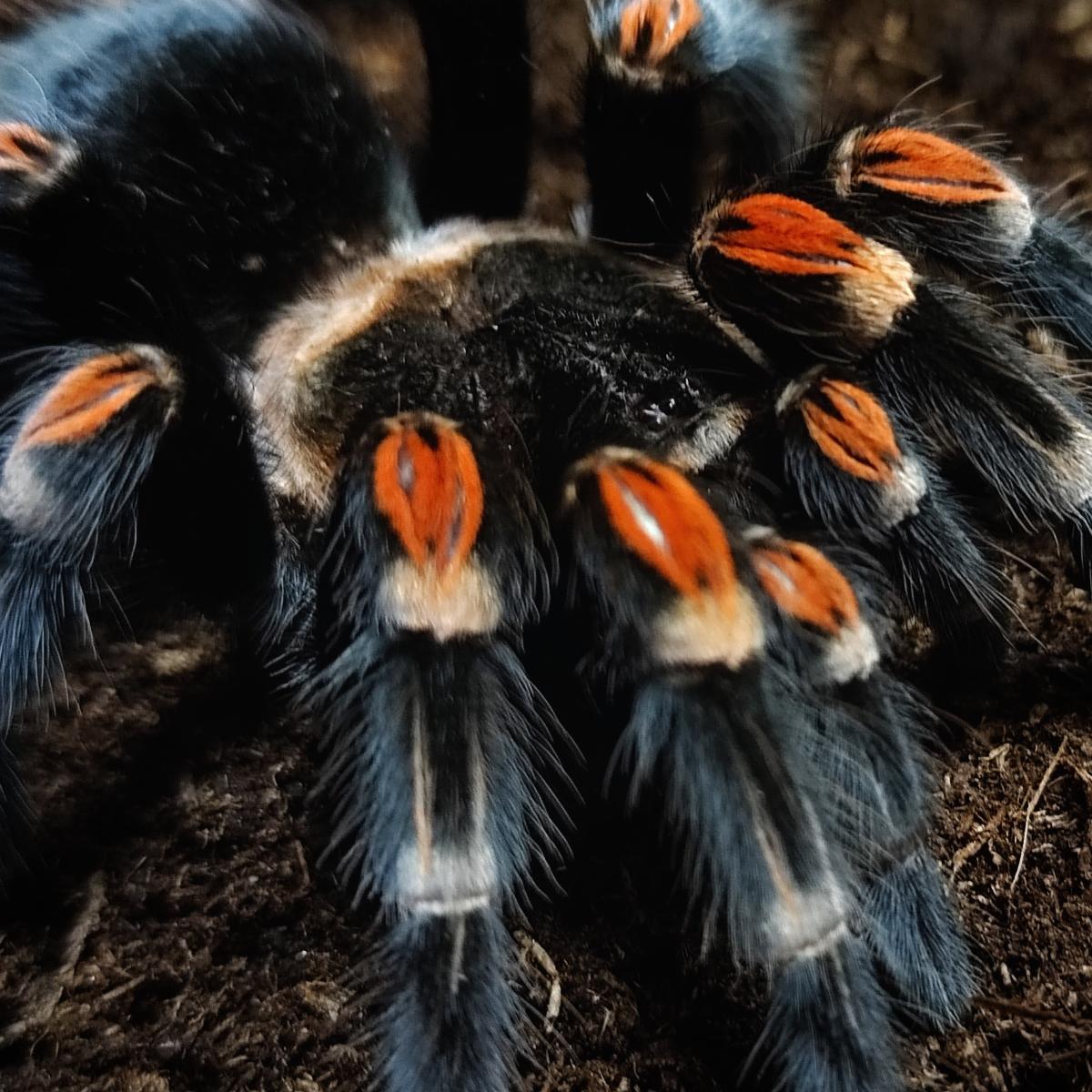 Brachypelma auratum 2